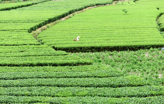 有机茶园