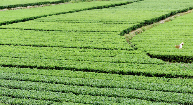 有机茶园