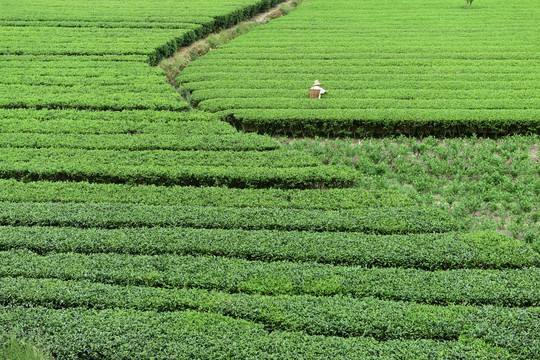 有机茶园