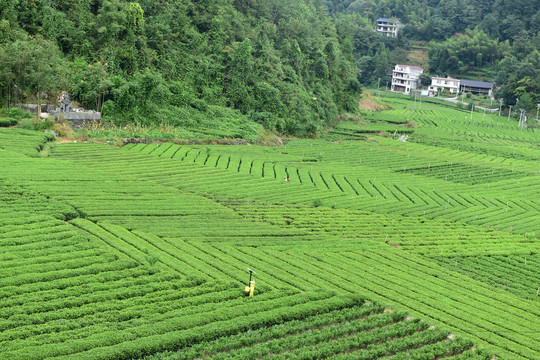 有机茶园