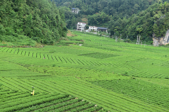 有机茶园