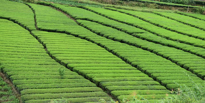 茶园茶山