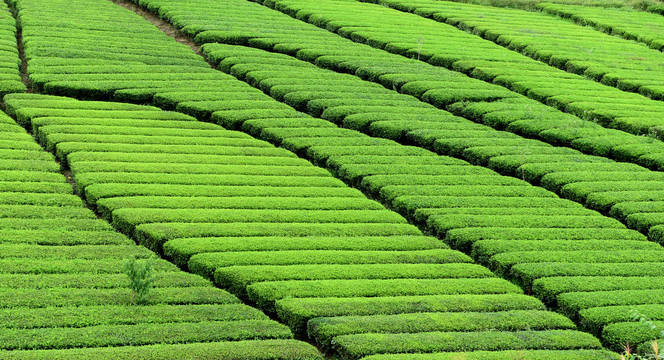 有機茶園