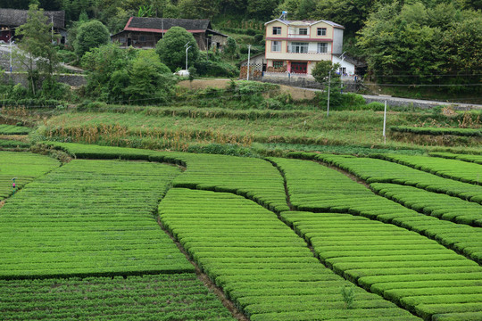 茶园茶山