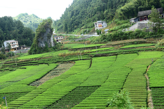 茶园茶山