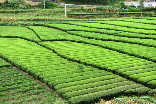 茶园茶山