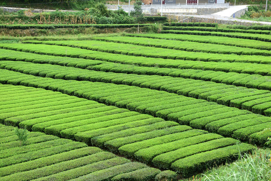 茶园茶山