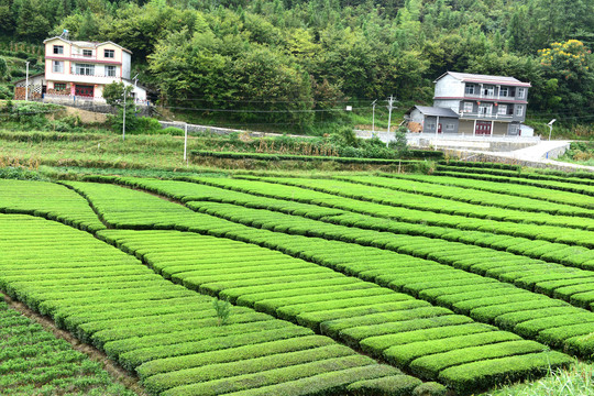 茶园茶山