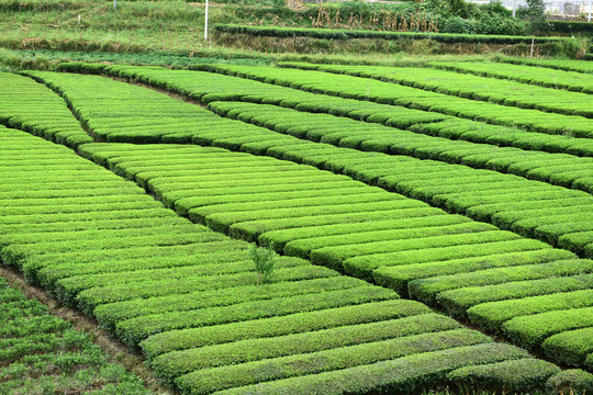 茶园茶山