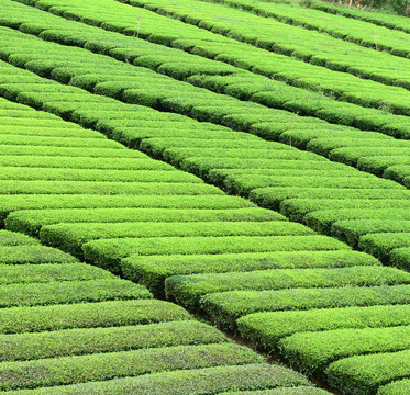 茶园茶山