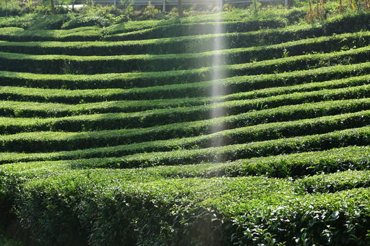 茶园茶山