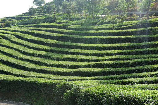 茶园茶山