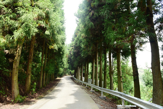 湖北富尔山山林树木