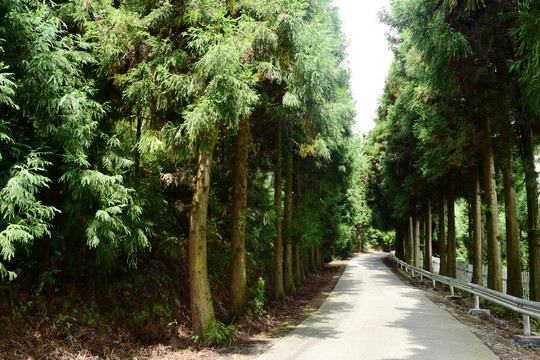 湖北富尔山山林树木