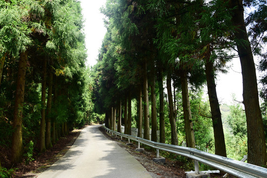 湖北富尔山山林树木