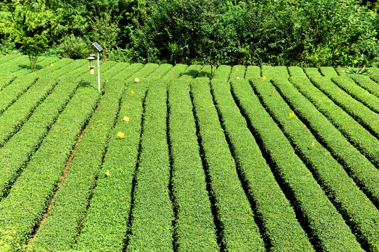 茶茶树茶园