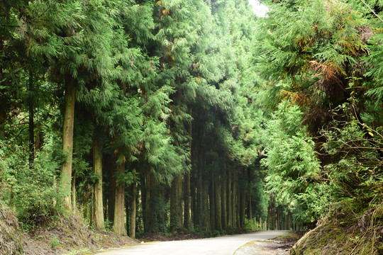 树林背景阳光树林