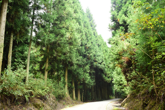 树林背景阳光树林