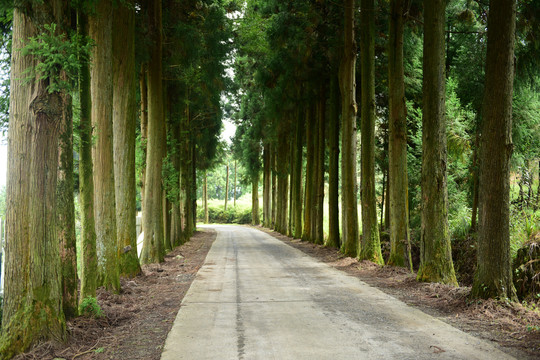 树木道路