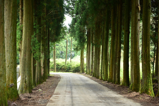 树木道路
