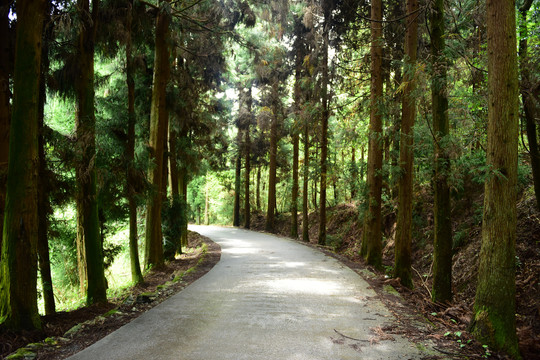 树木道路