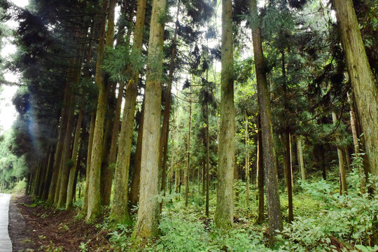 茂密森林