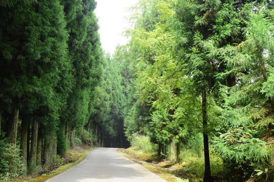 绿色森林森林背景