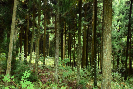 绿色森林森林背景