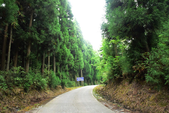 绿色森林森林背景