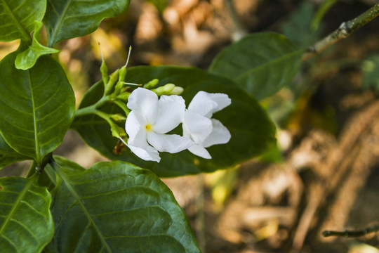 长春花