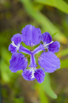 鸢尾花