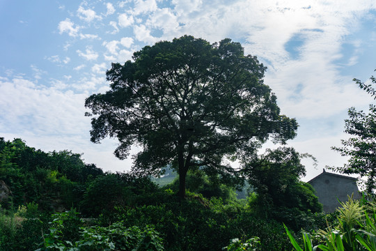 古香樟树