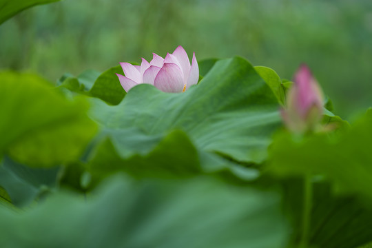 荷花