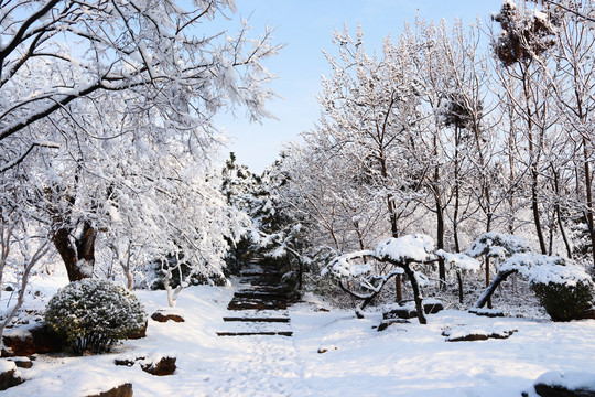 冬雪小径