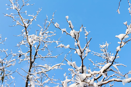 冬雪