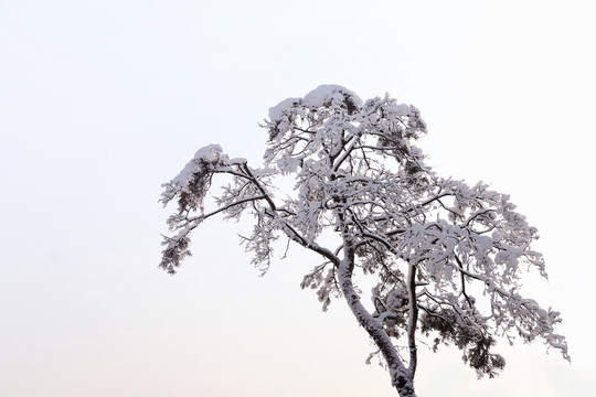 雪景