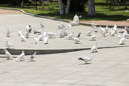 广场公园和平鸽白鸽群摄影图