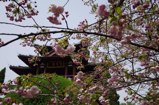 青龙寺樱花