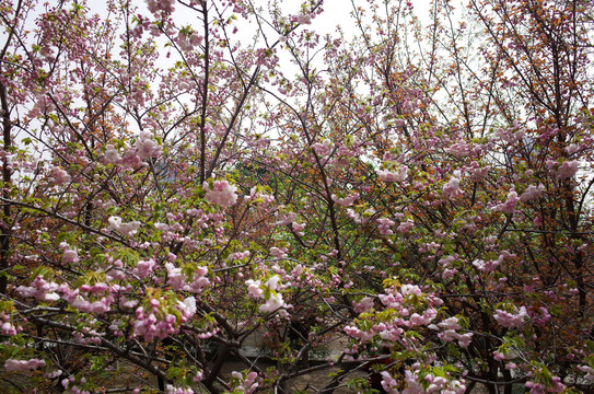 青龙寺樱花