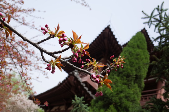 青龙寺樱花