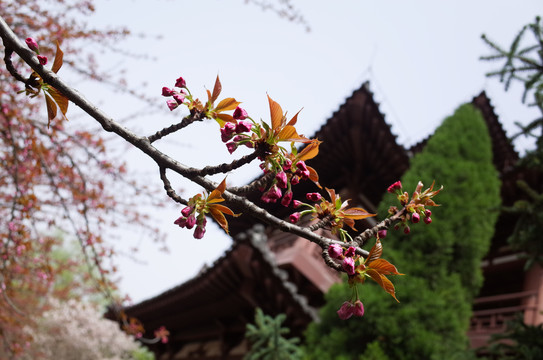 青龙寺樱花