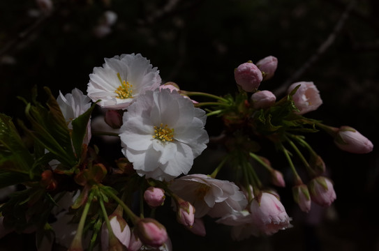 樱花