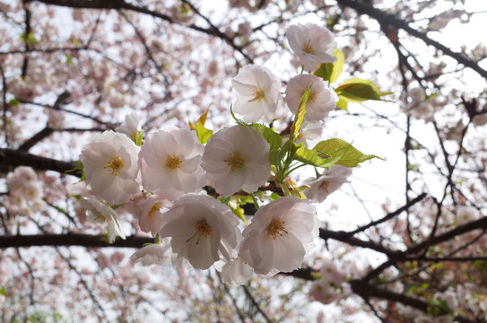 樱花