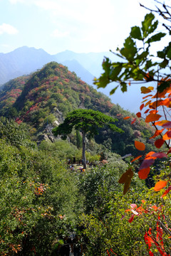 秦岭风光