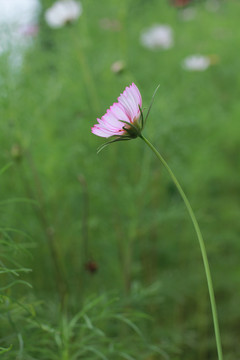 粉色格桑花