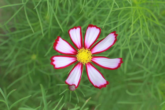 格桑花