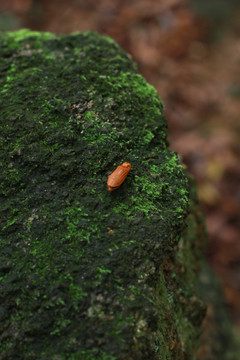 甲壳虫