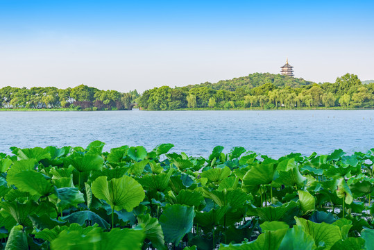 杭州西湖夏天风光