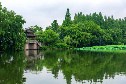 杭州西湖曲院风荷夏天