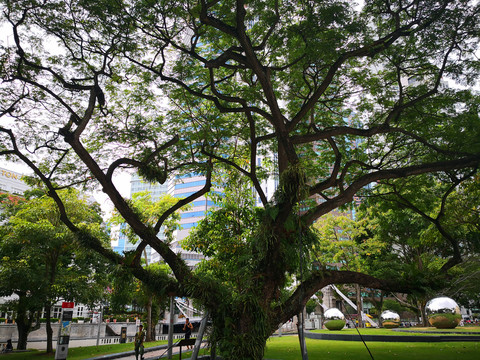 新加坡绿化